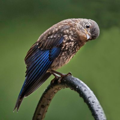 Bluebirdd fledging looking sideways after the rain