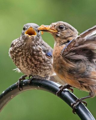 Bluebird mom about to feed fledgling mealworms