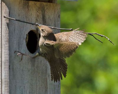 House Wren brings nesting material to hole.jpg