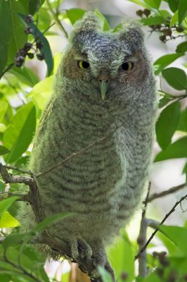 Screech Owlet fledgling staring