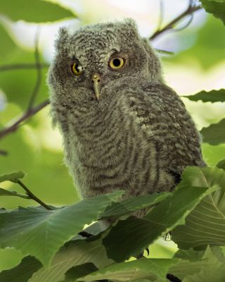 Screech Owlet fledgling with feather on eye