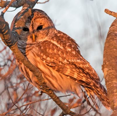 Barred Owl with sunset light