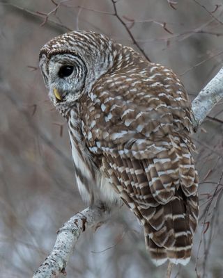 Barred Owl looks left