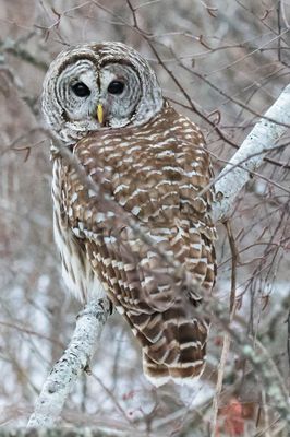 Barred Owl looks back