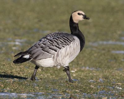 Barnacle Goose