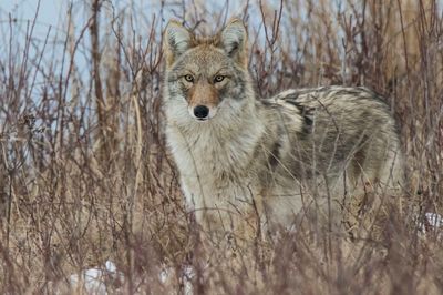 Coyote in grass
