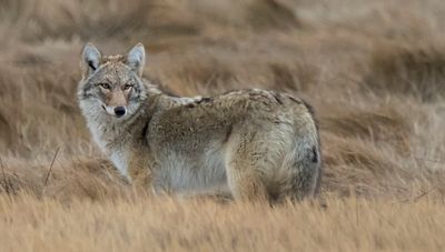 Coyote in marsh