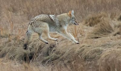 Coyote jumps over ravine in marsh