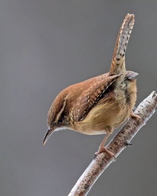 Carolina Wren  on birch branch