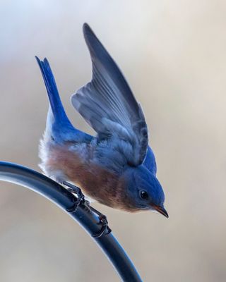 Bluebird displaying