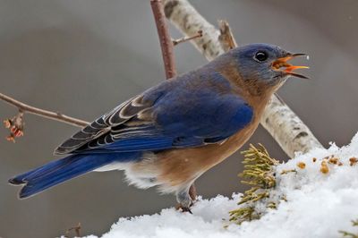 Bluebird swallowing a mealwork on snow