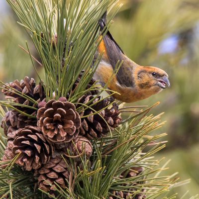 Red Crossbill eating
