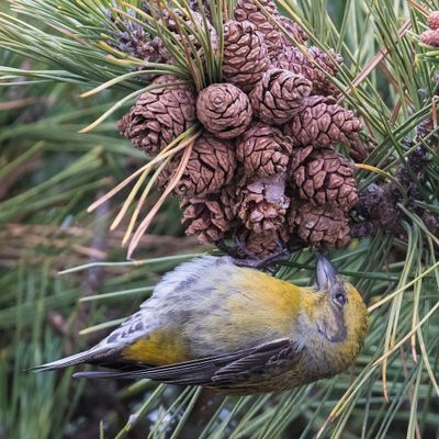 Female Red Crossbill checking out pine cone