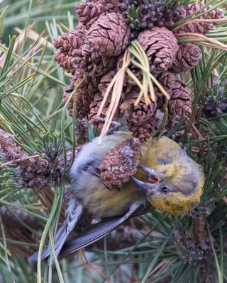 Female Crossbill separated and eating a pine cone