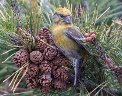 Red Crossbill female rests by p cones.jpg