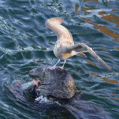 Gull on seal wants its fish