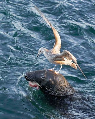 Gull on seal wants its fish