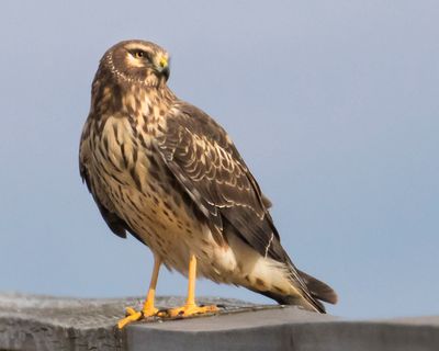 Harrier looks around on boardwalk