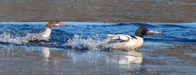Female Common Merg chases male with fish