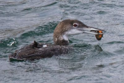 Loon with crab
