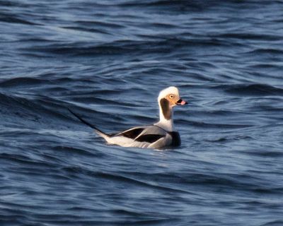 Long-tailed Duck.jpg