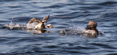 Long-tailed duck chases female