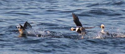 Long-tailed Duck chases female 2.jpg