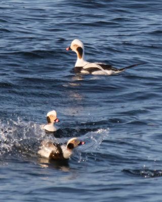 Long-tailed ducks, 2 chasing