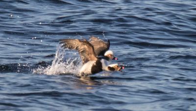 Long-tailed ducks about to take off