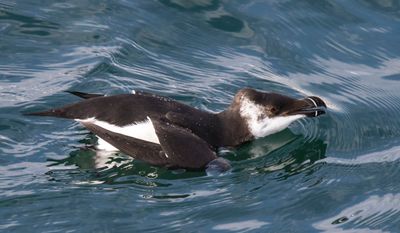 Razorbill in Gloucester.jpg