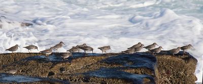 Purple Sandpipers in a line on rock by wawve