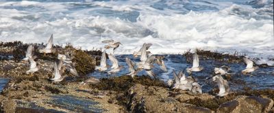 Purple Sandpipers taking off from rocks