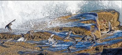 Purple Sandpipers taking off from wave splash