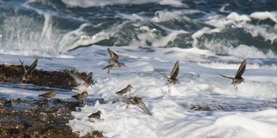 Purple Sandpipers flushed by waves 2