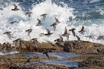 Purple Sandpipers flying by wave and rocks