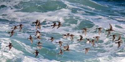 Purple Sandpipers flying by waves