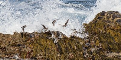 Purple Sandpipers lift up from wave.jpg