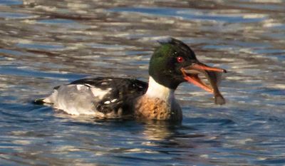 Red-breasted Merganser swallowing fish