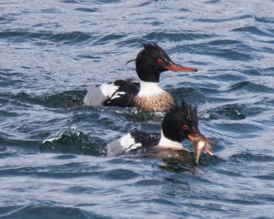 Red-breasted Merganser chases one with fish