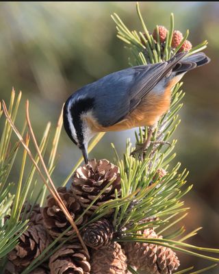 Red-breasted Nuthatch getting seed from pine cone