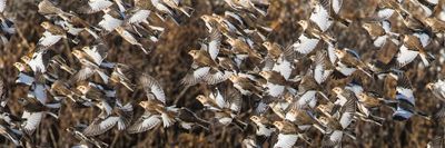 Snow Bunting flock flying