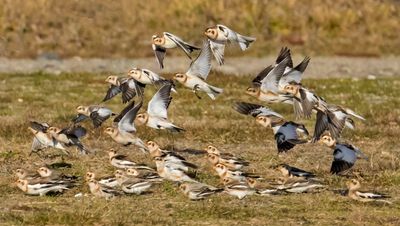 Snow Buntings about to land