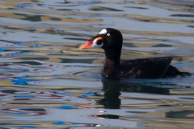 Surf Scoter in water  reflections
