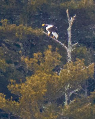 Stellar's Eagle on pine branch.jpg