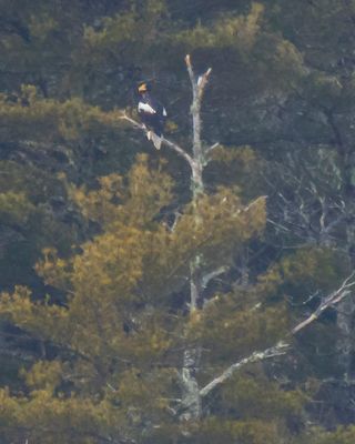 Stellar's Eagle.jpg