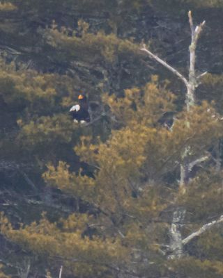 Stellar's Eagle 3.jpg