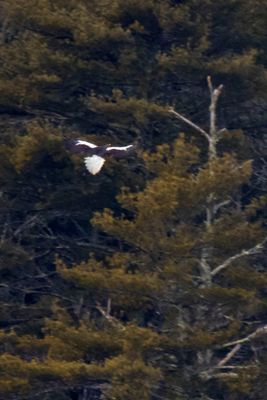 Stellar's flying towards tree