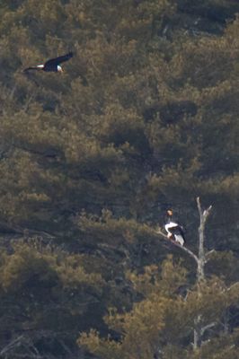 Stellar's watches as Bald Eagle flies above him