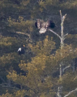 Stellar's poses, Bald Eagle about to land.jpg