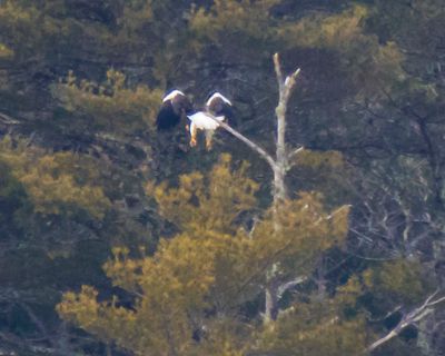 Stellar's Eagle flies off branch.jpg